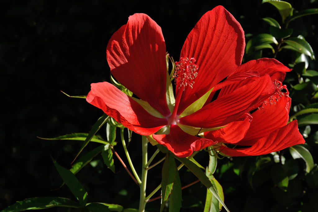 夏日の旬花…３
