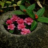 古都の花手水…３