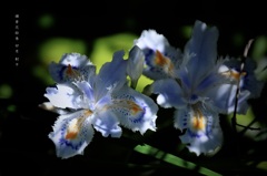 卯月の花絵巻…５