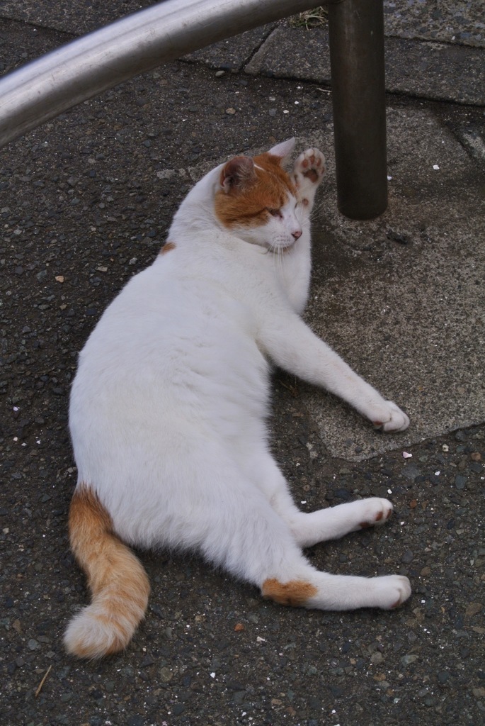 観音崎公園・自由です…