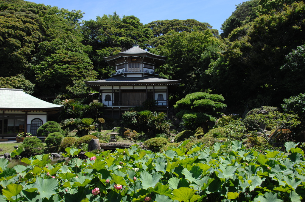 鎌倉光明寺…蓮池１