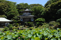 鎌倉光明寺…蓮池１