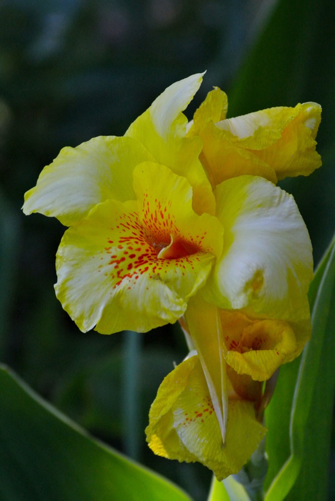 キハダイロの花唇…