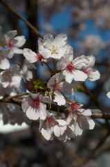 若宮の薄桜色…１
