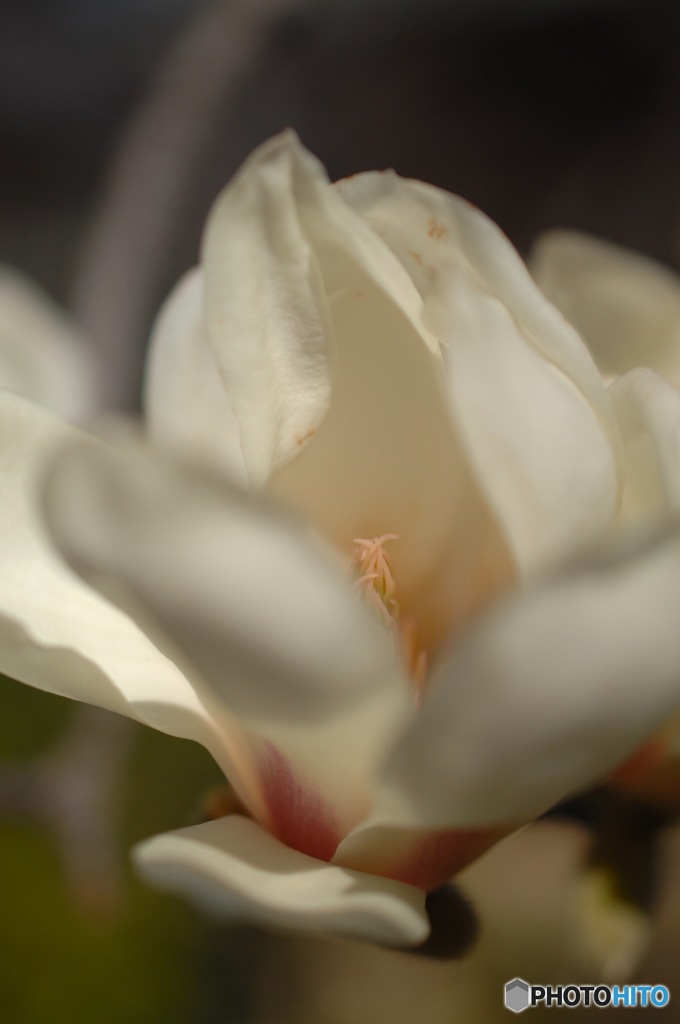 鎌倉の春花…１