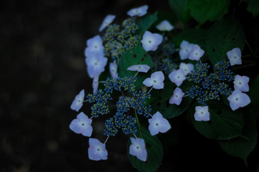 古都の紫陽花便り…７