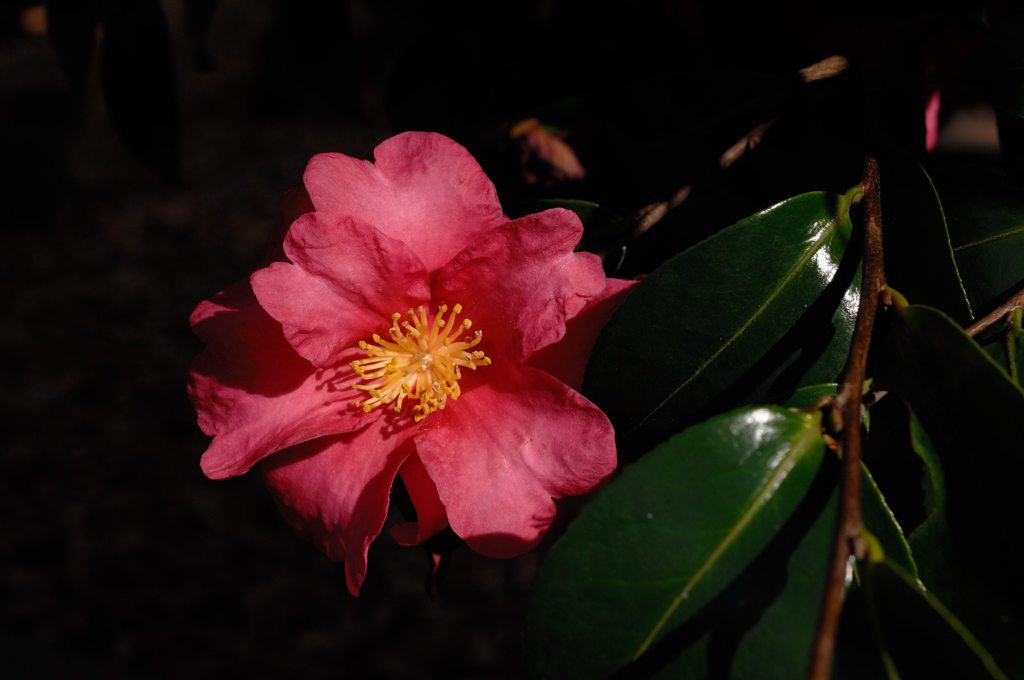 古都の山茶花…１