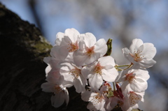 光明寺の透過桜…