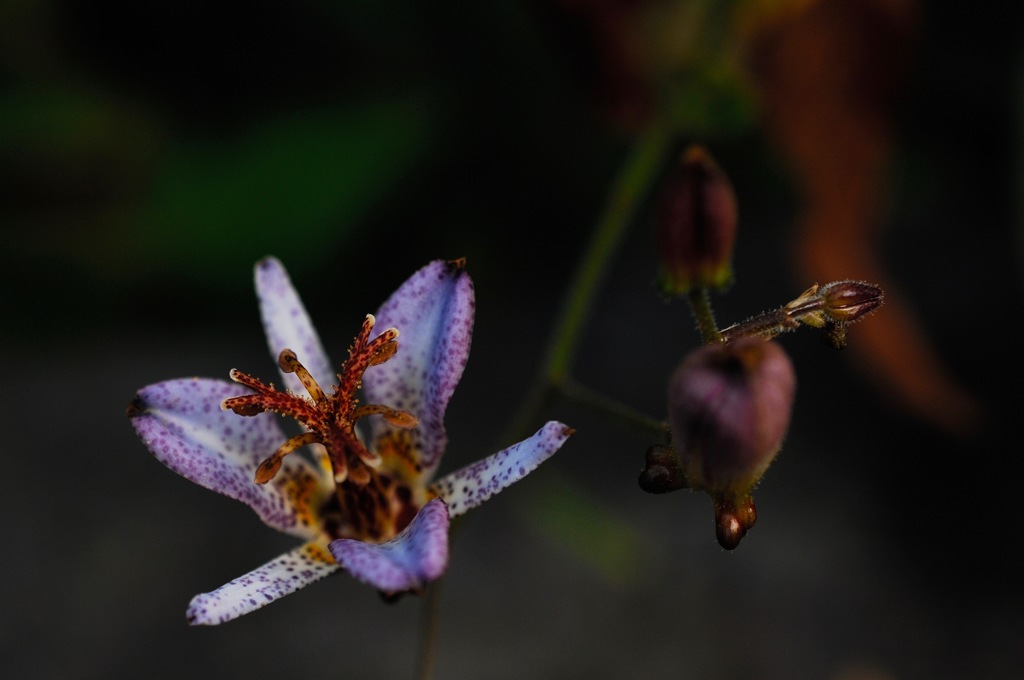 初秋の紫小花…