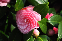 銀座・春日和１