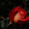 春陽の麗花…２