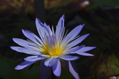熱帯の妖花…６