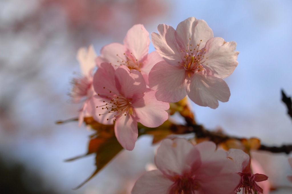 古都を彩る薄紅色…２