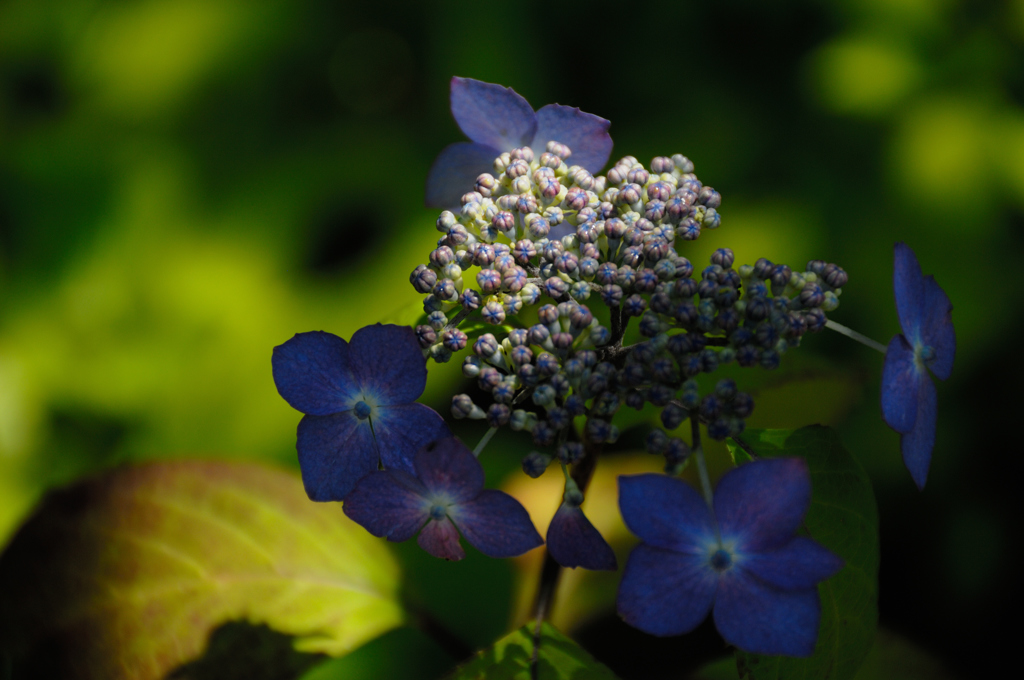 古都紫陽花の芽生え…２