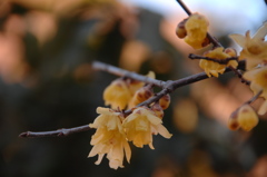 蜜蝋の花葉色…