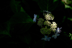 古都紫陽花の芽生え…５