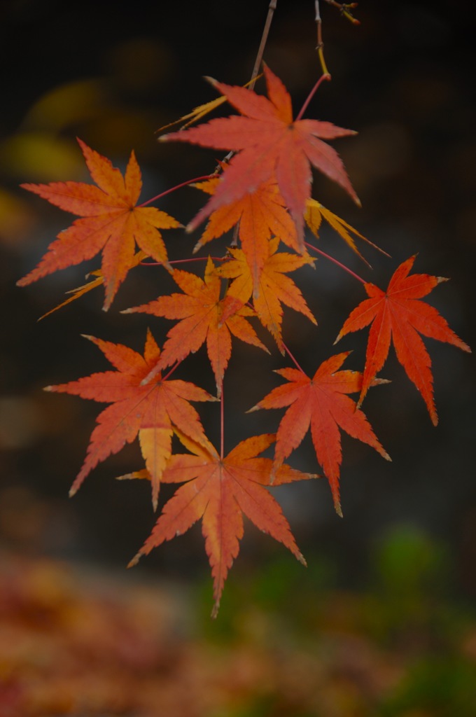 茜色の源氏池２…