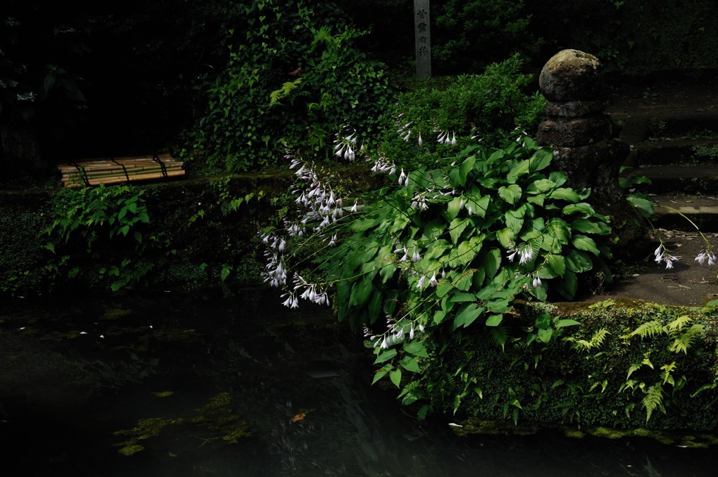 梅雨空の禅寺…１