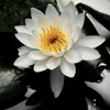 鎌倉花絵巻…皐月１