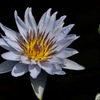 水面の涼色花…