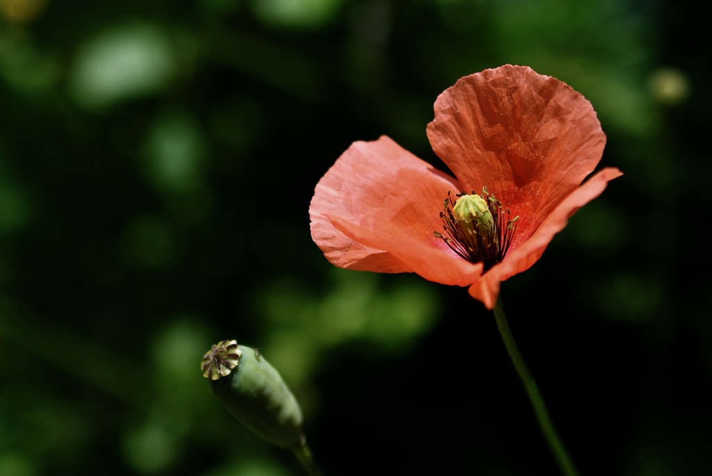 古都の危険花…