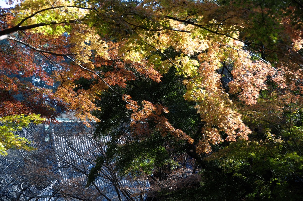 古都の秋葉模様…２