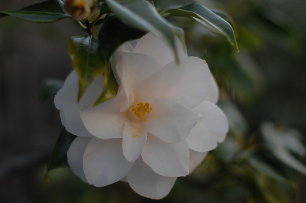 柔和に広がる白花弁…