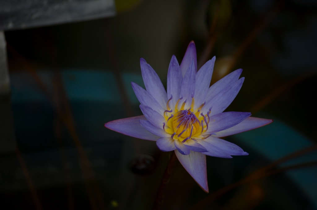 闇夜に妖花…