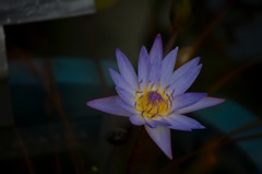 闇夜に妖花…