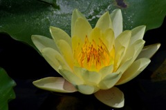 淡黄の和睡蓮…