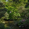 新緑に覆われる池庭…