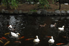 平塚八幡宮の水面…