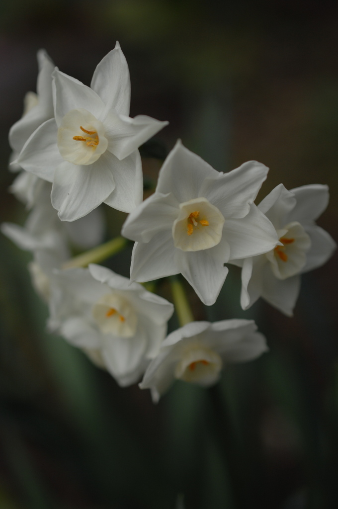 鎌倉の春花…６