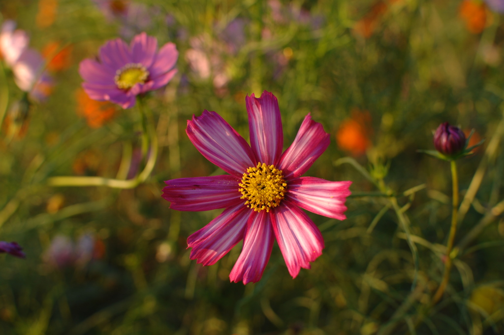 都心の秋桜５…