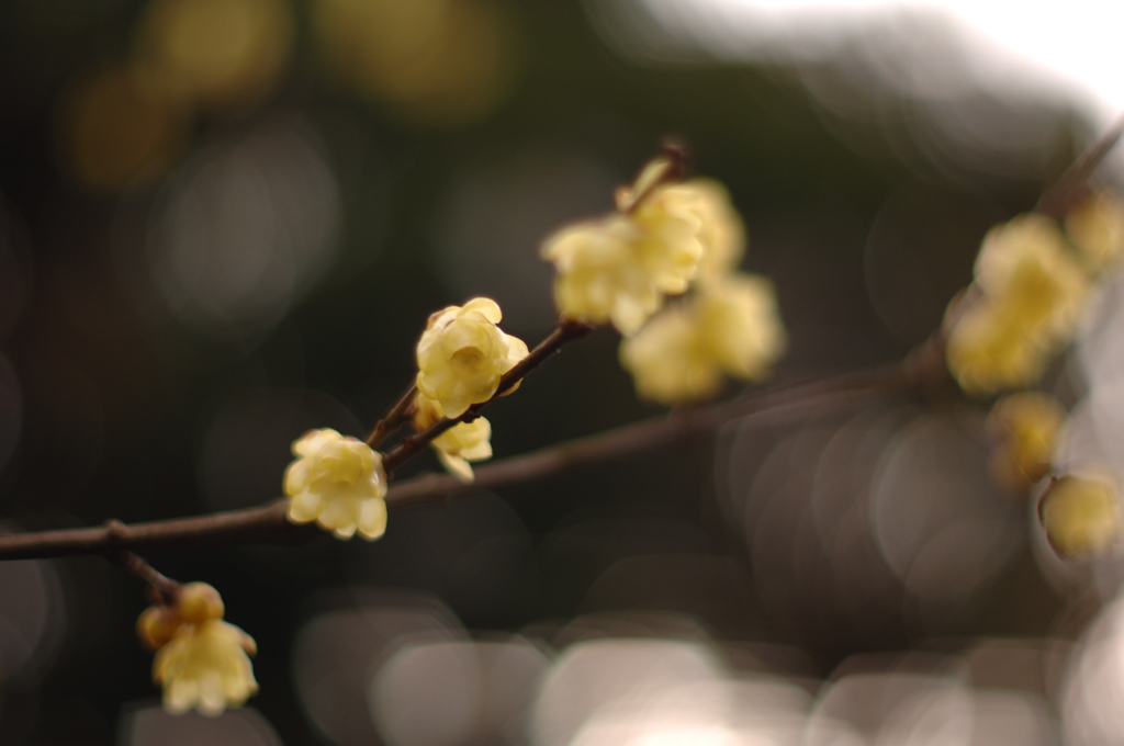 香りたつ花葉色…