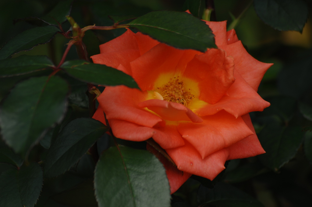 秋空の薔薇３…