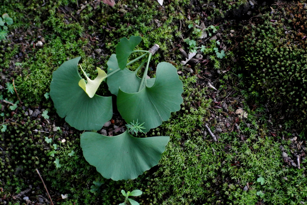 苔緑に載る…