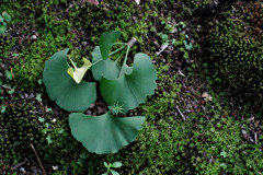 苔緑に載る…