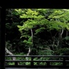 鎌倉夏絵巻…古刹緑景２