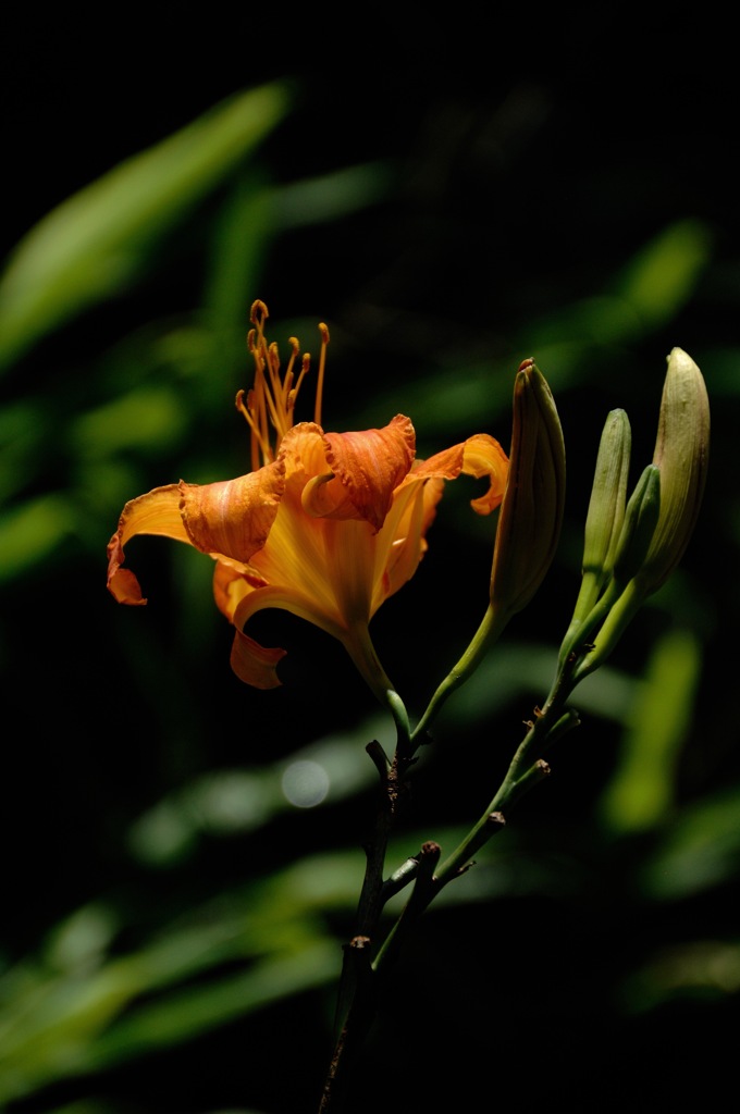 苔庭の橙花…