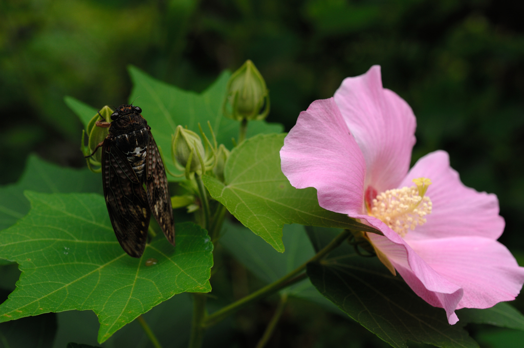 盛夏の羽ばたき…２