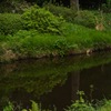 緑庭園の池模様…２