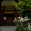 名刹の秋明菊…１
