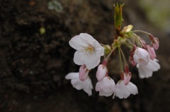 薄光に映る桜色…