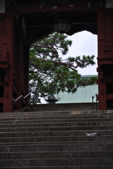 護国寺の眠り猫１