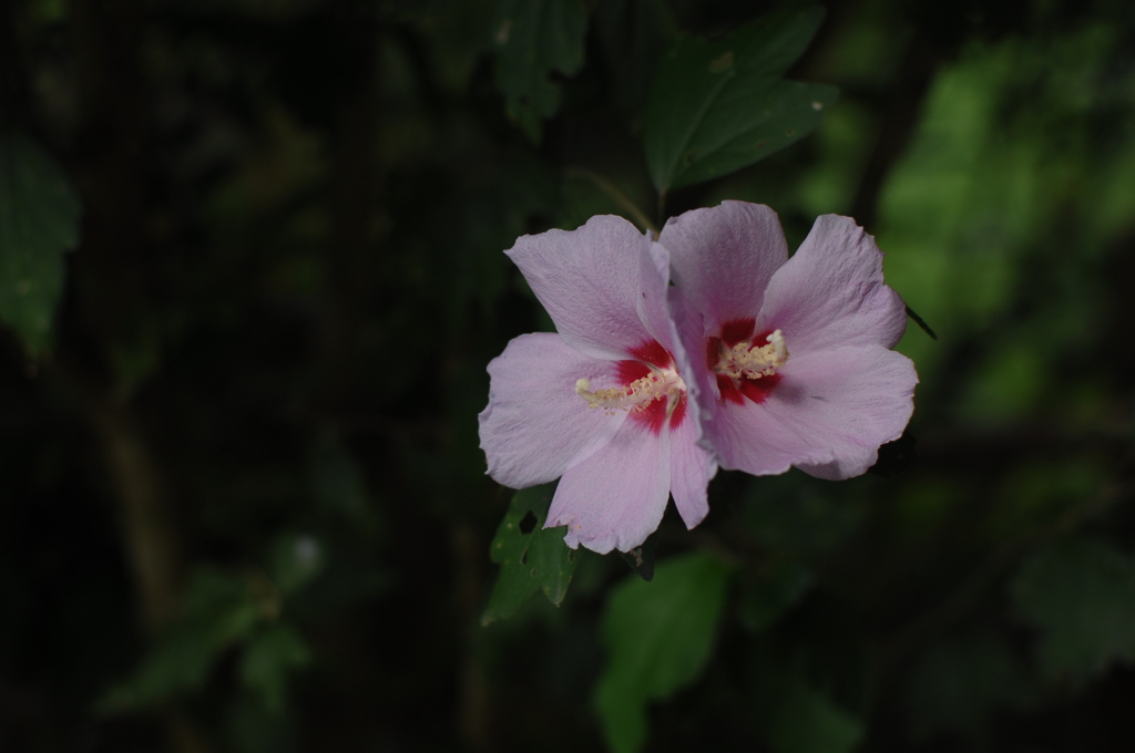 名跡の双花…