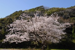 光明寺の一本桜…