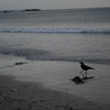 静かな海辺５…