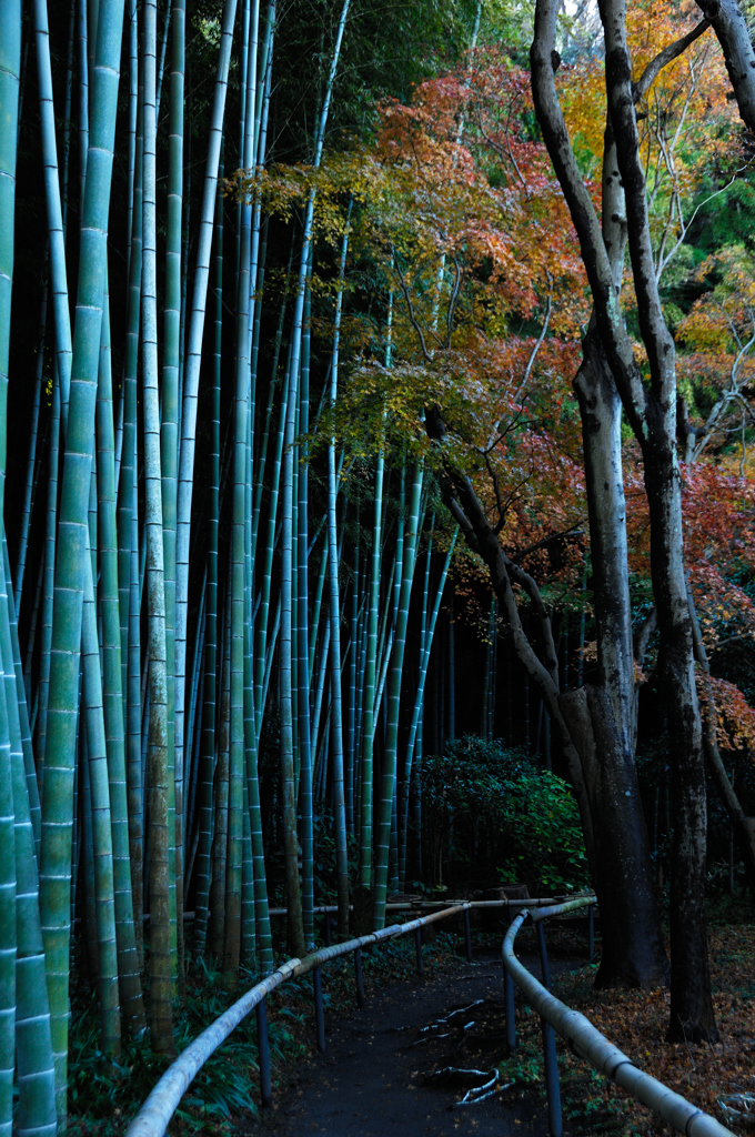 冬緑の竹林…２