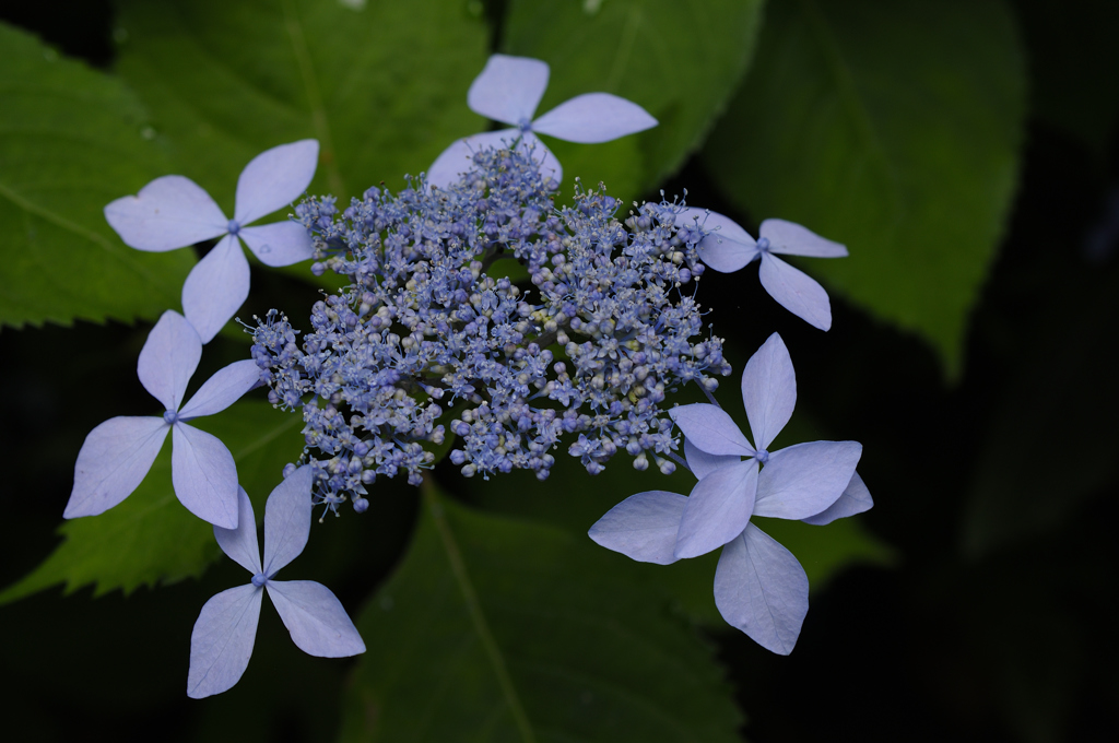 古都の七色花…２